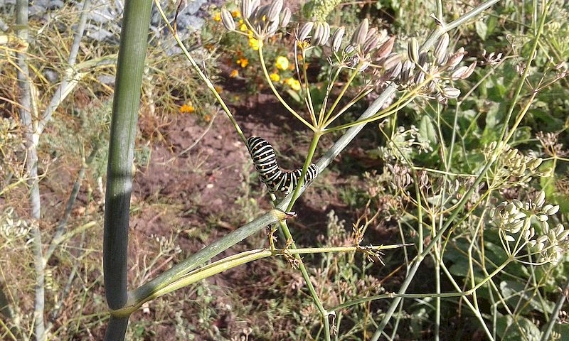 Besuch im Schaugarten - Schwalbenschwanz