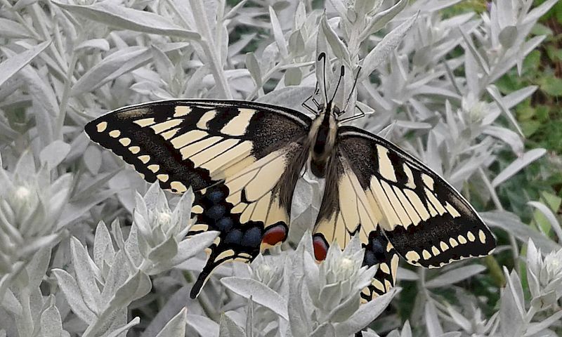 Besuch im Schaugarten - Schwalbenschwanz
